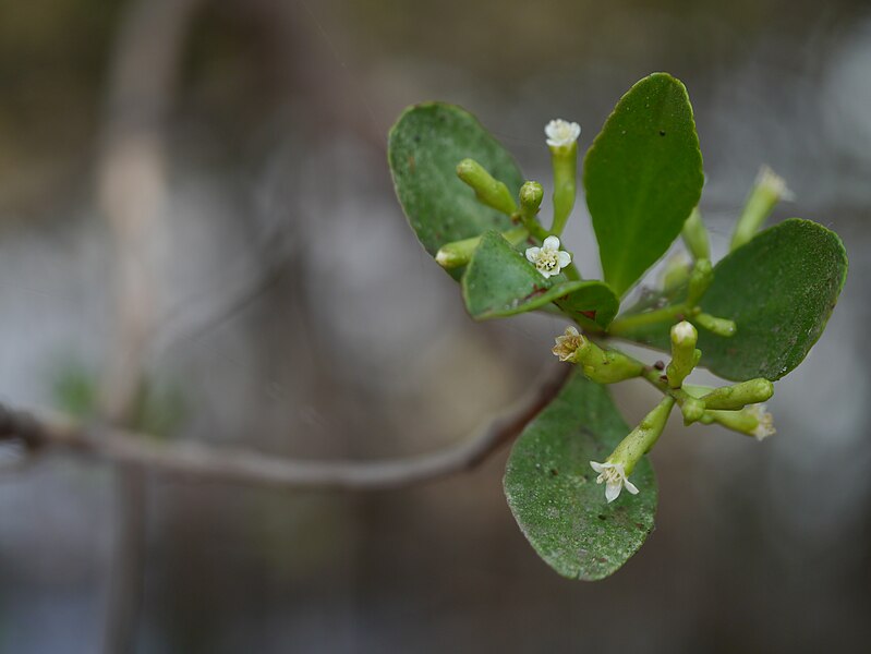 File:Lumnitzera racemosa Willd. (48150753881).jpg