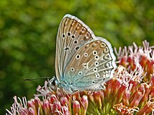 Lycaenidae - Polyommatus (Meleageria) daphnis - erkak.JPG