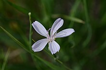 Lygodesmia juncea Lygodesmia juncea2.jpg