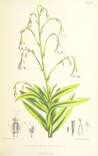 <i>Wahlenbergia roxburghii</i> Extinct species of flowering plant