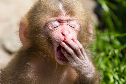 Jovem macaco-japonês (Macaca fuscata) bocejando no Parque dos Macacos de Jigokudani, Nagano, Japão. É uma espécie de macaco endêmico do Japão. Em termos de latitude, é o primata mais ao norte, além dos humanos. É distribuído por Honshu, Quiuxu e Shikoku, desde a península de Shimokita, na província de Aomori, no norte, até a ilha Yaku, no sul. Vivem em grupos de 30 a 40 em montanhas baixas ou áreas planas, mas também estão distribuídos em áreas de até 1 500 m de altitude. Vive principalmente em florestas temperadas e florestas de coníferas no Japão. (definição 5 184 × 3 456)