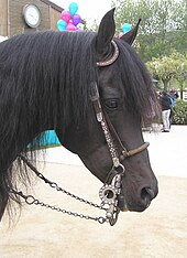 Huvudet på en mycket mörkbrun häst med en svart man som bär ett träns dekorerat med silver, fint silverbett och en liten nosgrimma av råhud