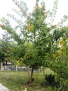 Jeune arbre et fruits