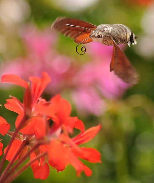 File:Macroglossum stellatarum (1).jpg