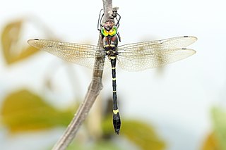 <i>Macromia moorei</i> Species of dragonfly