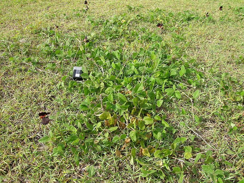 File:Macroptilium atropurpureum plant2 (10356416985).jpg