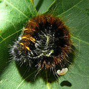 with emerging parasitoids