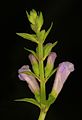 Scutellaria latiflora