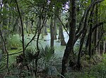 Thumbnail for Audubon Swamp Garden