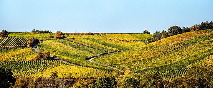 Vineyards on the Main between Volkach and Fahr