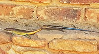 A male and female Rainbow Skink from Hartbeesport, South Africa