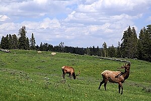 Elks in Yellowstone NP