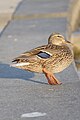 * Nomination Mallard Ducks at Downsview Park --Fabian Roudra Baroi 02:20, 26 July 2023 (UTC) * Decline  Oppose crop --Charlesjsharp 21:25, 26 July 2023 (UTC)