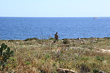 Hunter in Qalet Marku, Naxxar, in spring 2014 Malta - Naxxar - St. Mark's Tower peninsula 04 ies.jpg