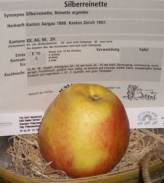 File:Malus-Silberreinette.JPG