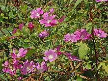 Malvaceae - Lavatera punctata-1.JPG