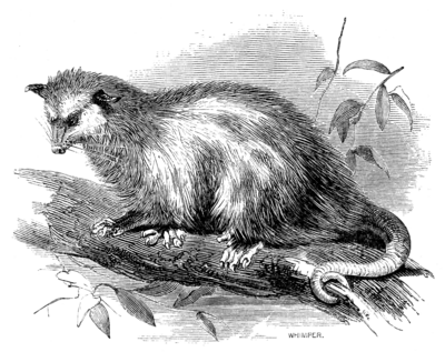 VIRGINIAN OPOSSUM.