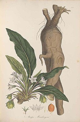 Mandragora officinarum