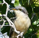 Mangrove cuckoo Mangrove Cuckoo . Coccyzus minor - Flickr - gailhampshire.jpg