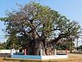 wikimedia_commons=File:Mannar Baobab (31294170688).jpg