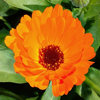 Die Ringelblumen (Calendula) s