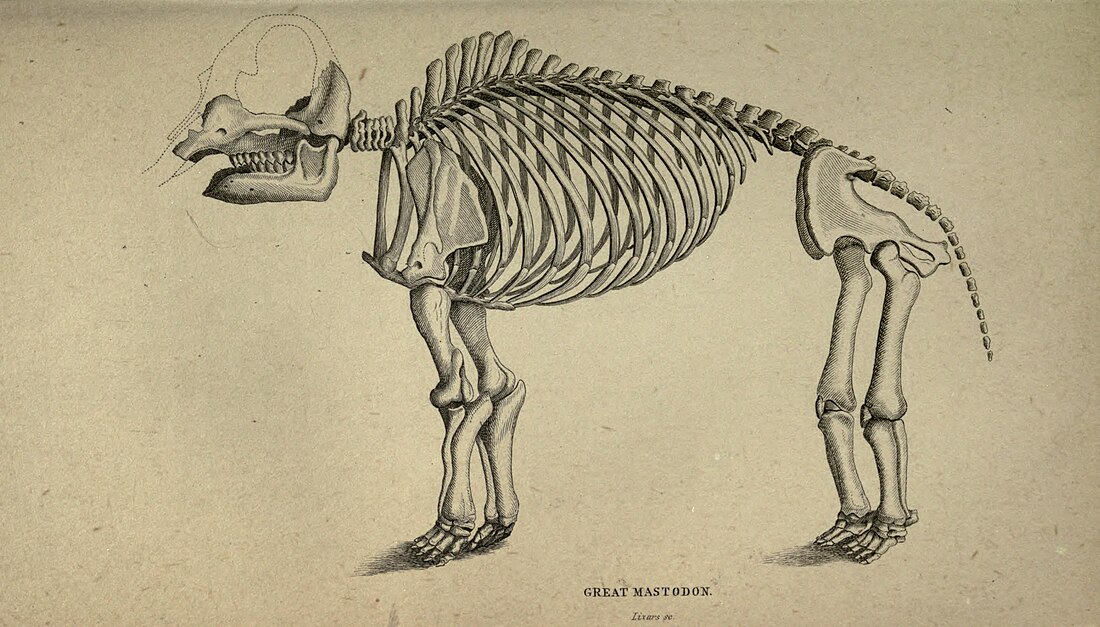 File:Mastodon.jpg