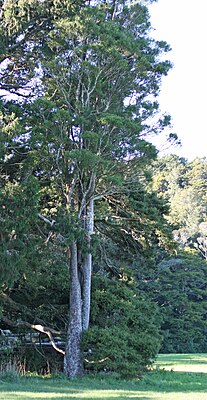 New Zealand cherry slice (Prumnopitys taxifolia)