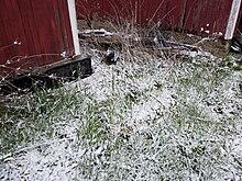 Snow in the same location 10 years later on May 9, 2020 May 9th 2020 Western New York snowfall.jpg