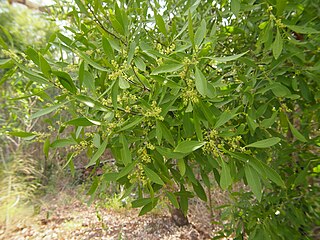 <i>Denhamia disperma</i> Species of tree