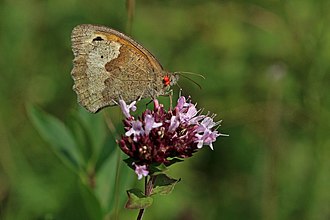Trombidium breei Meadow brown butterfly (Maniola jurtina) with trombidium breei.jpg