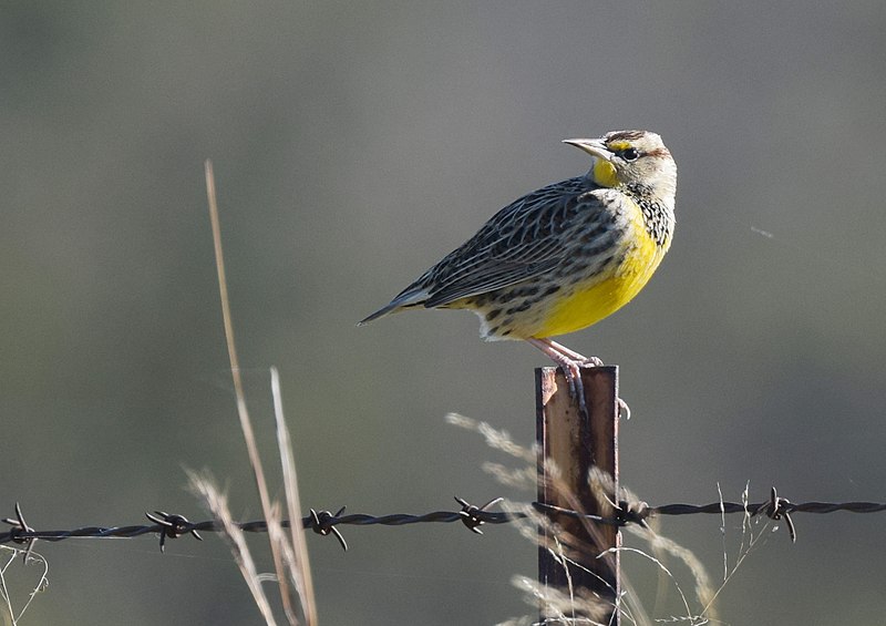 File:Meadowlark (31008054065).jpg