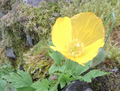 A Welsh poppy near Dunchraigaig Cairn
