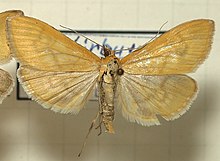 Mecyna.lutealis.mount.jpg