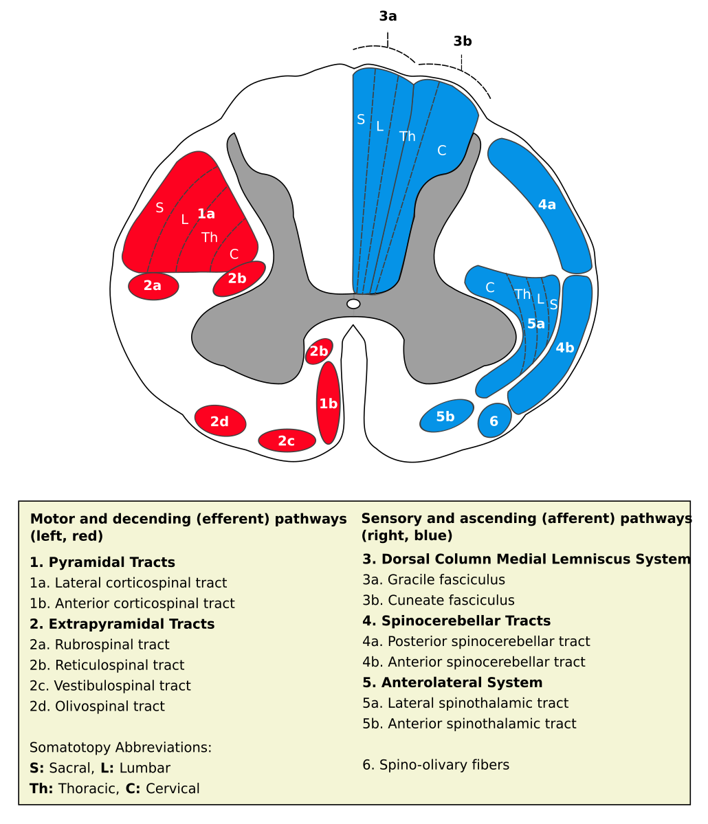 Lateral vestibulospinal tract