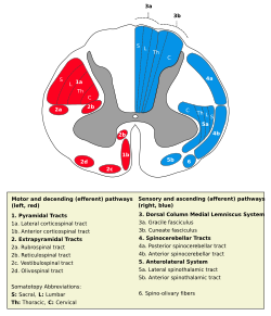 Medulla spinalis - tracts - English.svg