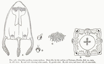 Carybdea aurifera. Giovane medusa catturata in Florida (11 luglio 1909).
