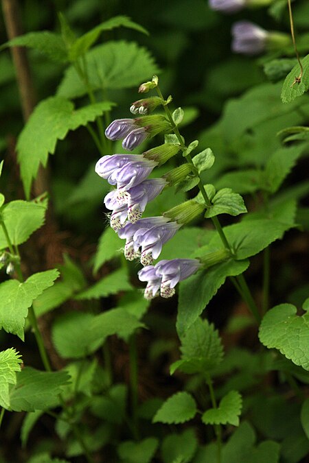 Meehania urticifolia