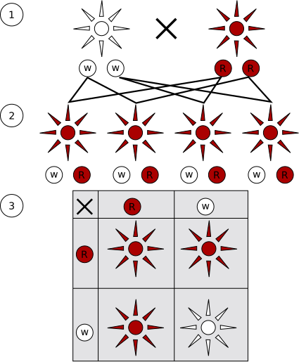 Berkas:Mendelian inheritance.svg