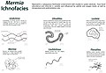 Major trace fossils in the Mermia Ichnofacies