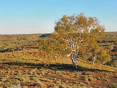 Parque Nacional Millstream-Chichester DSC04093.JPG