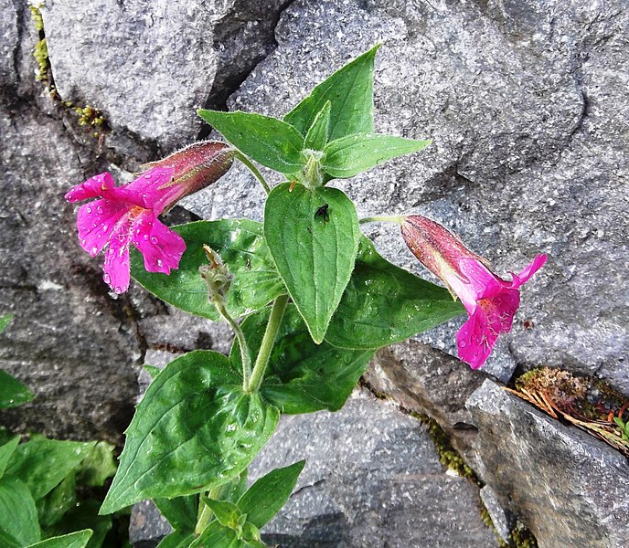 File:Mimulus lewisii (purple monkey-flower) (7992079509).jpg