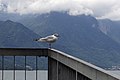 Mouette à Chillon, Suisse