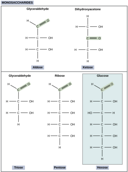 Monosaccaridi - struttura