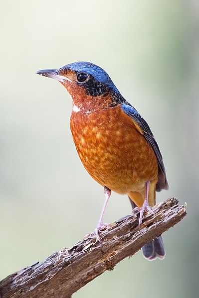 File:Monticola gularis male non-breeding - Khao Yai.jpg