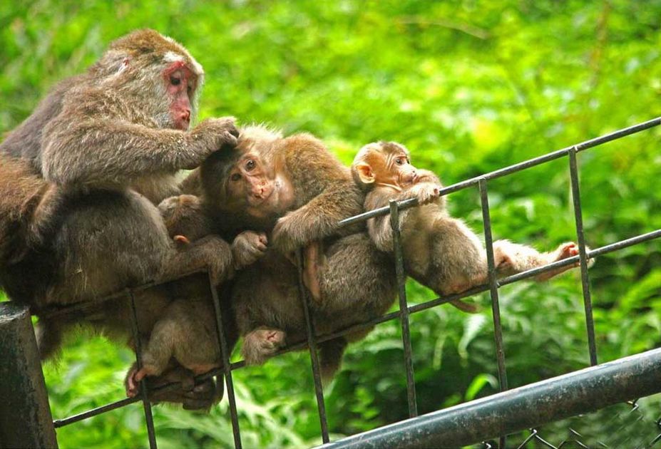 Monkeys of Mount Emei