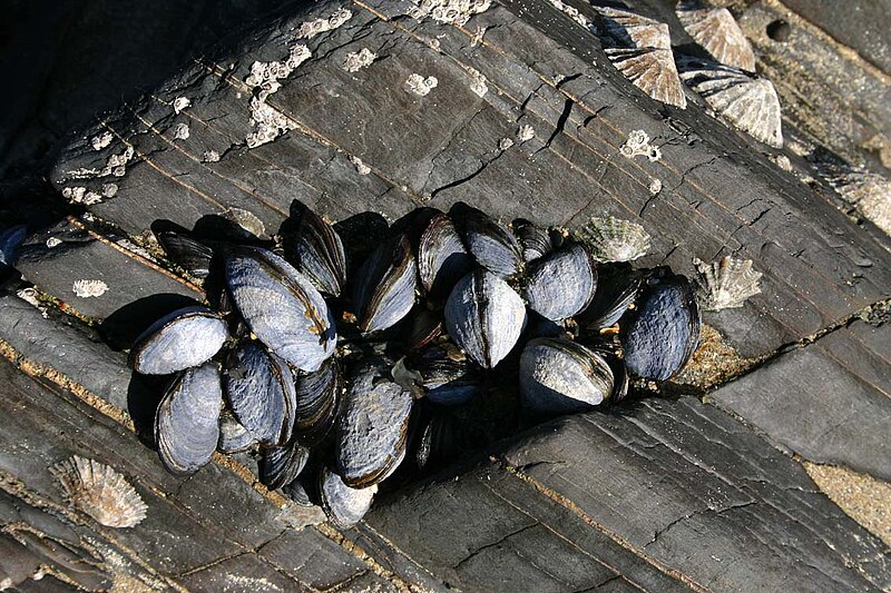 File:Mussels In Cornwall UK.jpg