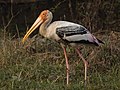 Bharatpur, India