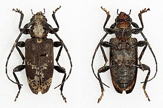 <i>Myoxomorpha</i> Genus of beetles