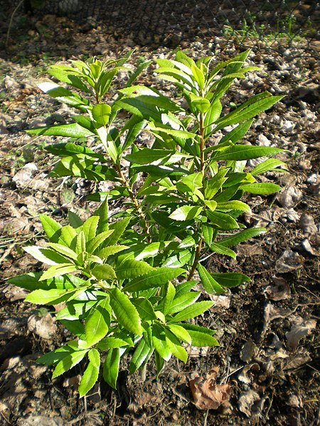 Myrica_californica