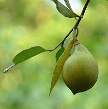 Nutmeg (Myristica fragrans)